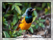 Ptak, Grafika AI, Żółto-niebieski