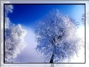 Grafika, Zima, Fractalius, Drzewo