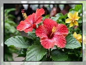 Liście, Dwa, Zielone, Grafika, Kwiaty, Hibiskusy