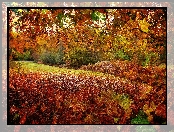 Grafika, Liście, Jesień, Park
