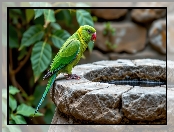 Poidło, Papuga, Kamienne, Grafika AI, Ptak, Zielona