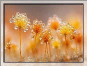 Rosa, Żółte, Krople, Grafika AI, Grzyby, Śluzowce