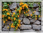 Mur, Pomarańczowe, Kamienny, Grafika, Pnącze, Kwiaty