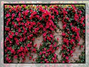 Czerwone, Mur, Pnące, Grafika AI, Kwiaty, Cegły