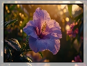 Światło, Hibiskus, Słoneczne, Grafika, Kwiat, Purpurowy