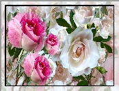 Grafika, Kwiaty, Białe, Różowe, Róże