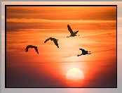 Grafika, Zachód słońca, Ptaki