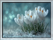 Bokeh, Białe, Śnieg, Grafika AI, Kwiaty, Krokusy