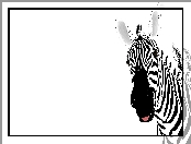 Grafika, Zebra