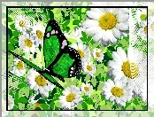 Grafika, Kwiaty, Rumianek, Zielony, Motyl