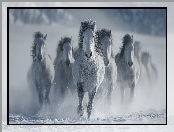 Śnieg, Konie, Zima, Grafika AI, Galop, Siwki