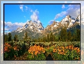 Grand Teton, Góry, Las, Łąka, Kwiaty