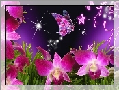 Motyl, Gwiazdy, 2D