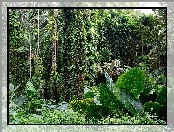 Hawaje, Rośliny, Tropikalny, Ogród Botaniczny