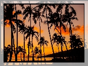 Palmy, Hawaje, USA, Ocean, Zachód, Słońca, Wyspa