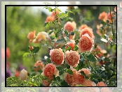 Herbaciane, Ogród, Róże, Krzew