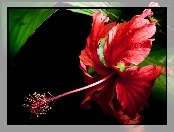 Hibiscus