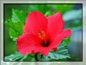 Hibiskus