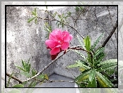 Hibiskus