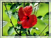 Hibiskus, Listki, Czerwony, Kwiat