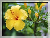 Krople, Zbliżenie, Żółty, Hibiskus