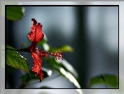 Kwiat, Hibiskus, Makro