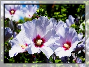 Hibiskus, Pąki, Lato, Ogród