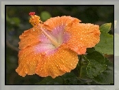 Pomaranczowy, Hibiskus, Kwiat