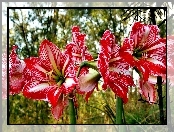 Kwiaty, Hippeastrum, Zwartnica