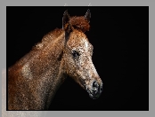 Marbach stud, Koń, Koń czystej krwi arabskiej, Arabian horse, Hodowla