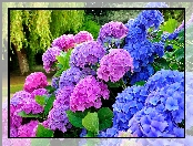 Hortensja, Kwiaty, Różowe, Niebieskie
