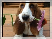 Basset Hound, Kwiatek