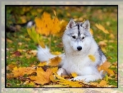 Pies, Husky, Jesień