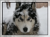 Pies, Husky, Śnieg