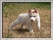 Siberian Husky, Szczeniak