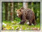 Idący, Niedźwiedź brunatny