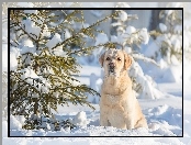 Iglaki, Labrador, Retriever, Śnieg, Zima