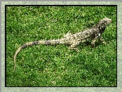 Jaszczurka, Iguana, Trawa