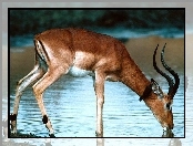 Impala, Wodopój