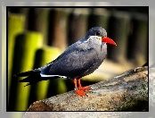 Ptak, Inca Tern