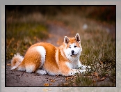 Akita inu, Rudo-biały, Leżący, Trawa, Pies, Ścieżka