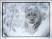 Śnieg, Grafika AI, Irbis śnieżny, Zima