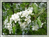 Kwiaty, Jabłoni, Białe