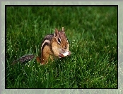 Chipmunk, Jabłuszko, Trawa