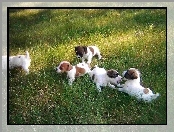 Jack Russell Terrier, zielona, trawa