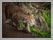 Jaguar, Ścieżka