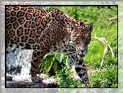 Jaguar, Zarośla, Dziki, Kot