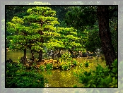 Japonia, Park, Staw, Drzewa, Kioto