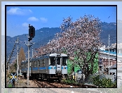 Pociąg, Japonia, Drzewa