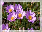 Jasnofioletowe, Kwiaty, Rozkwitające